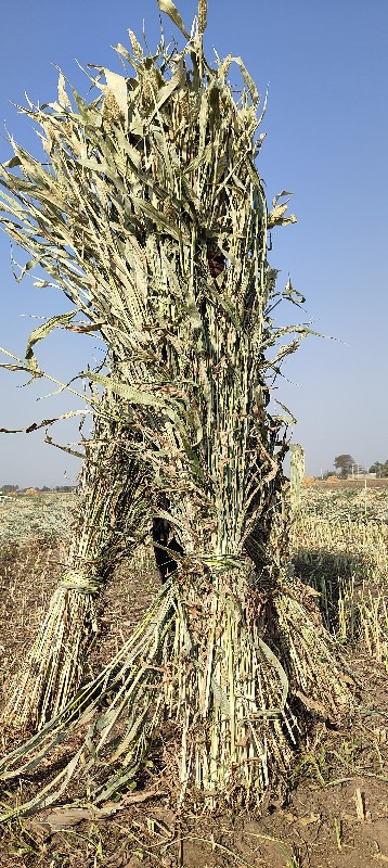 જુવાર ના પુરા