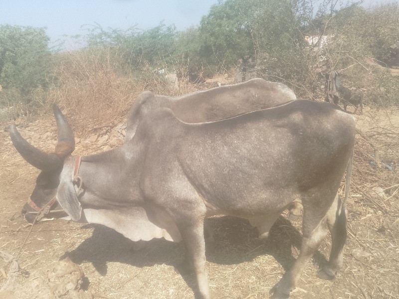 ઘોઢલાવેસવાનાછે