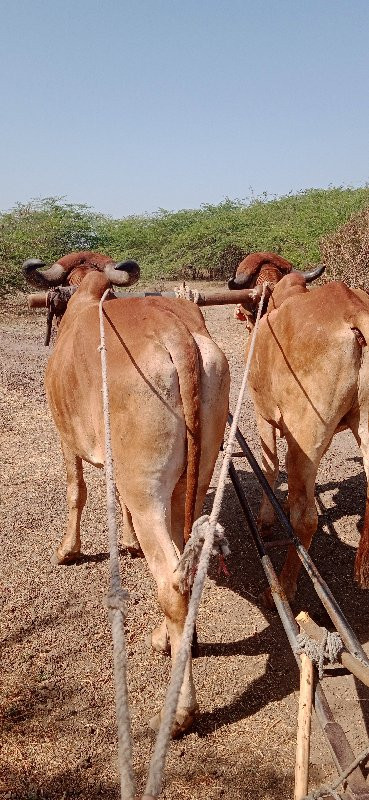 દેવીપુજક લે વેચ