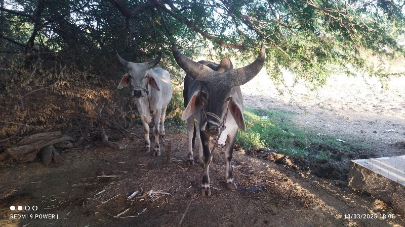 ગોઢલા