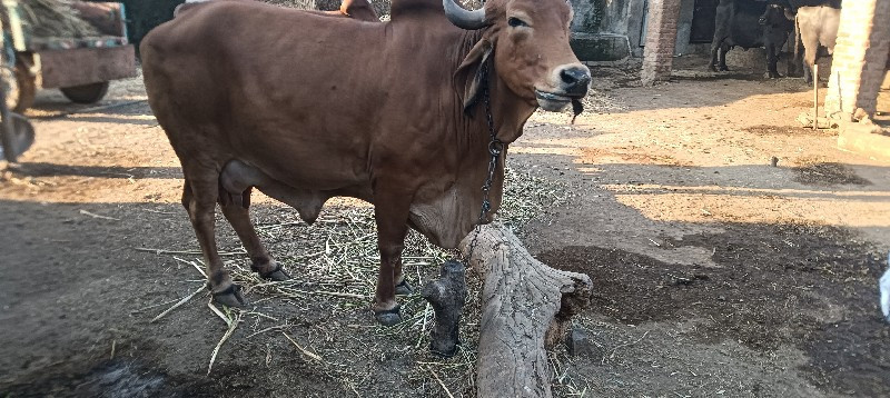 ગાય વેસ્વની સે