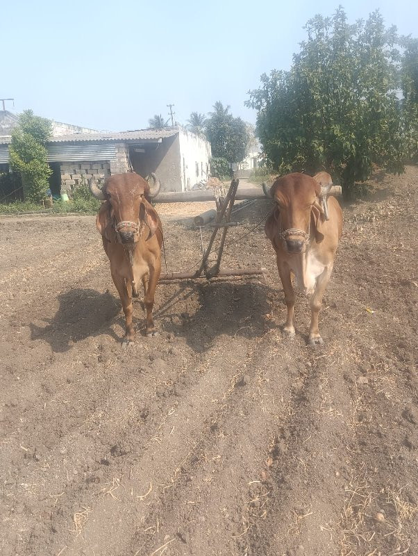 બળદ વેચવા ના છે