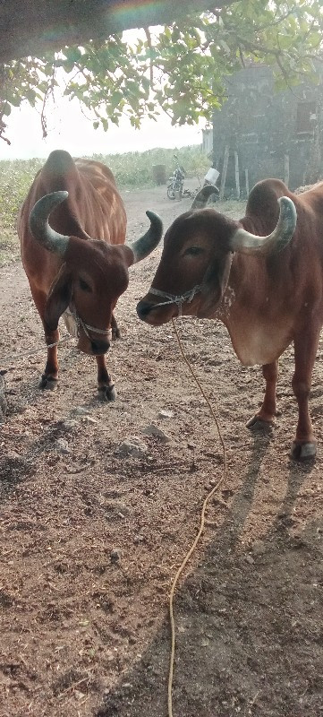 બરધવેસવાછે