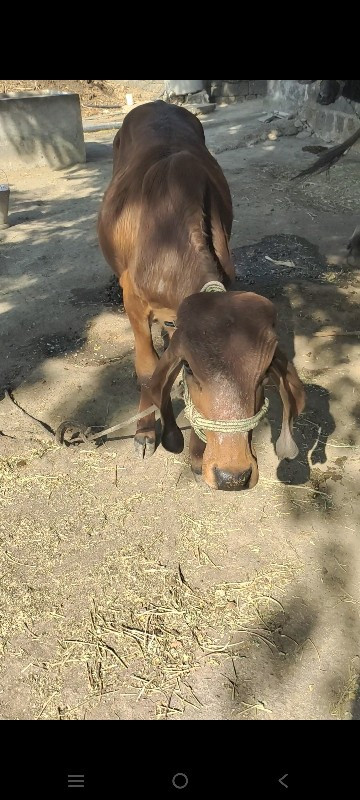 ગીર ગાય વેસવાની...