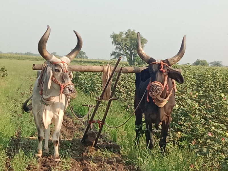 બળદ વેચવા ના છે