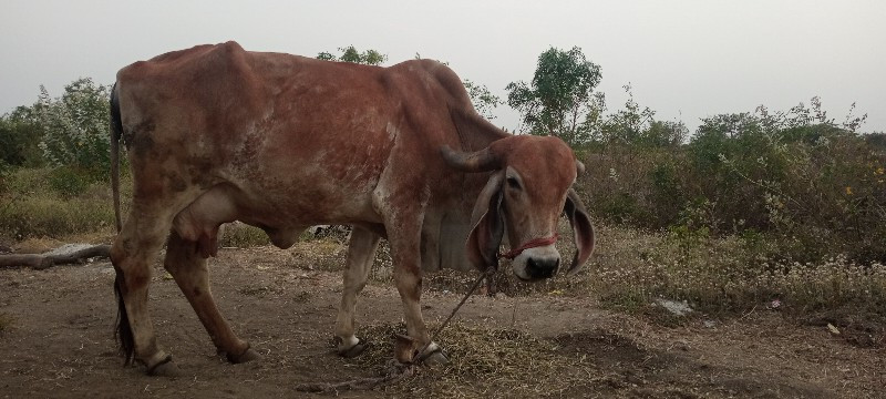 ગીર ગાય વેચવાની...