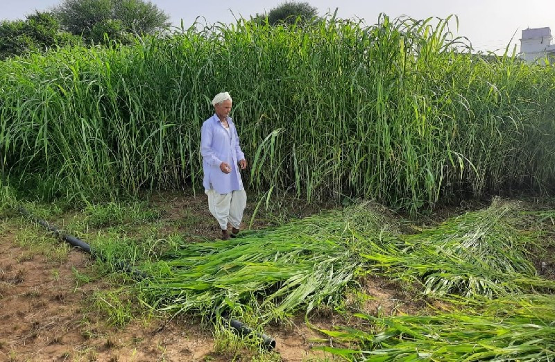 વાઢવારી જુવાર વ...