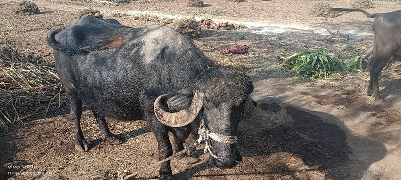 ફૂલ જવાબ દારી હ...