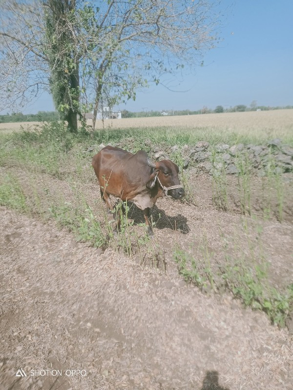 ગાય વેચવાની છે