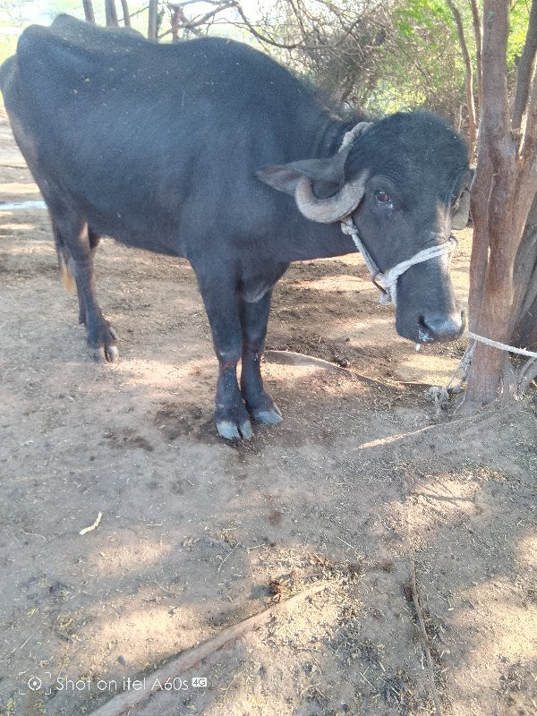 આ ખડેલી વેચવાની...