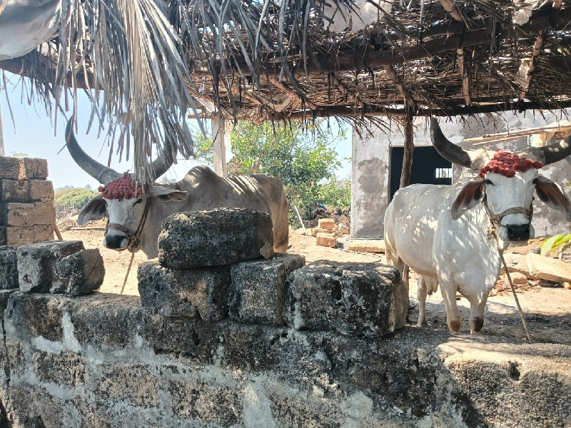 બળદ વેચવા ના છે...