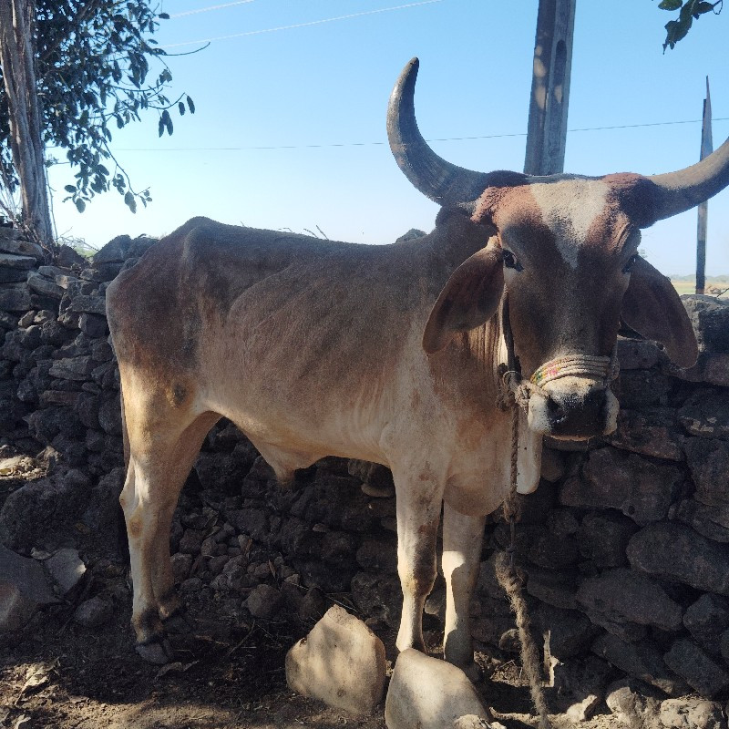 બળદ વેચવાના છે...