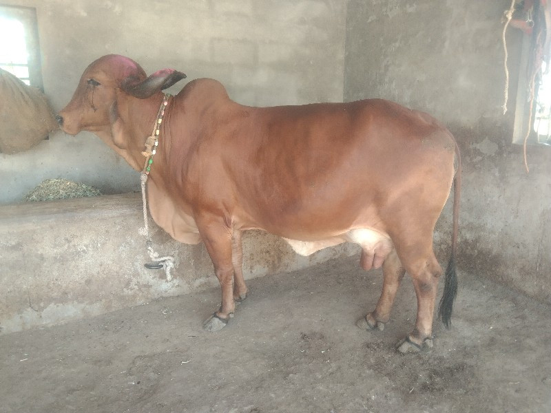 ગાય ત્રીજું વેત...
