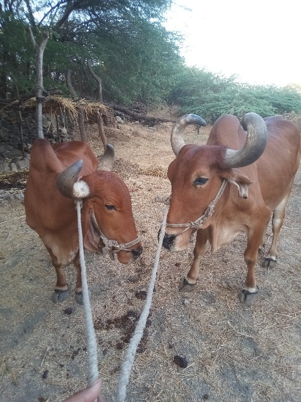 બળદ વેચવાના છે