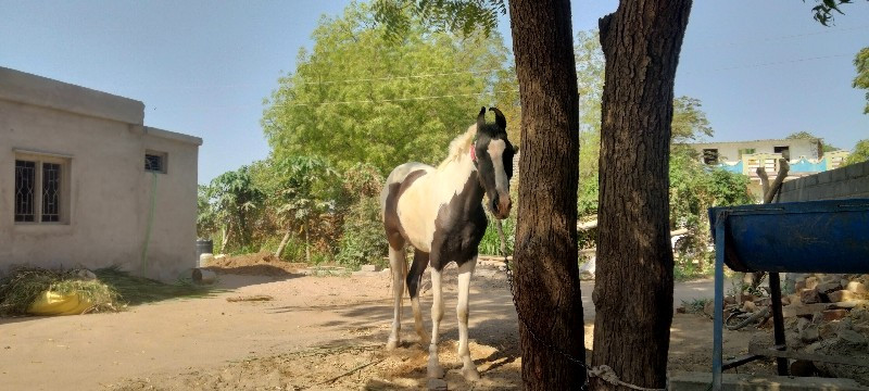 વછેરી