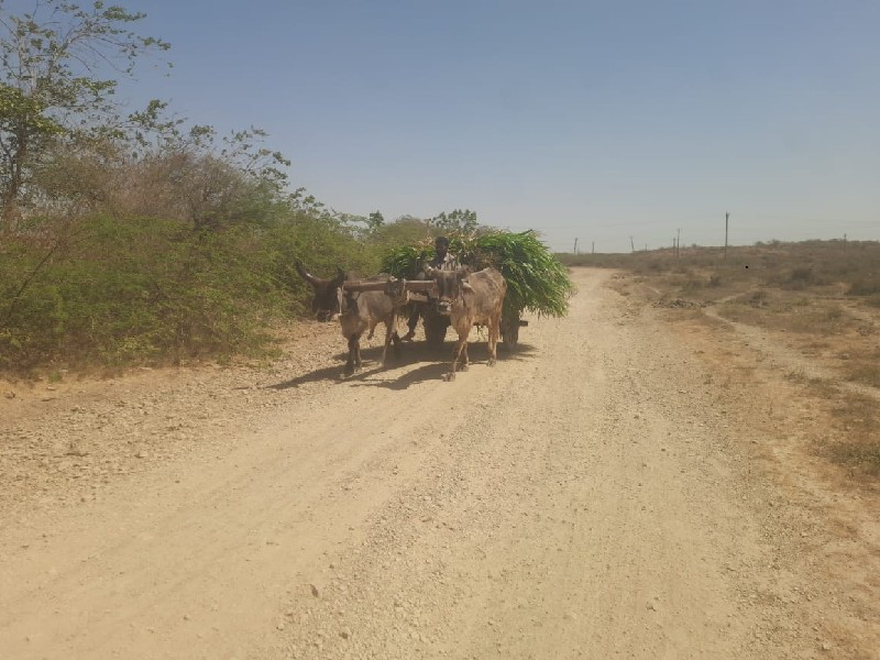 ગોડલા વેચવાના છ...