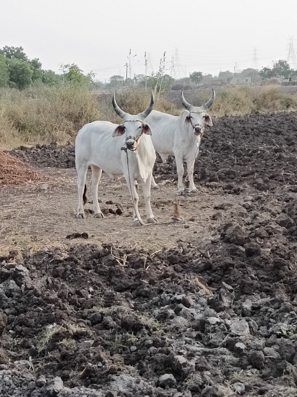 ગોધલા