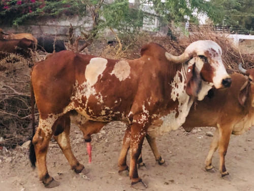 ખુટ વેસવાનો સે