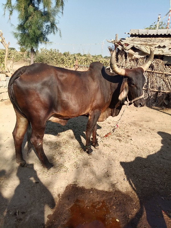 ગાય વેચવાની છે