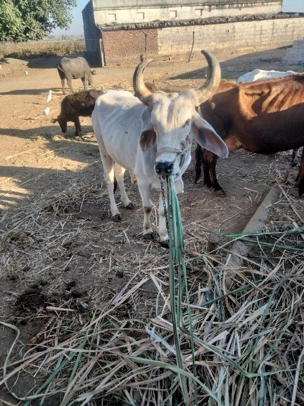 બળદ વેચવાના છે