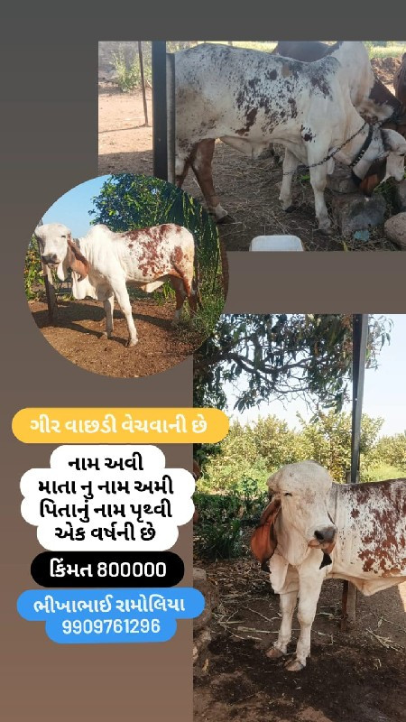 ગીર વાછડી વેચવા...