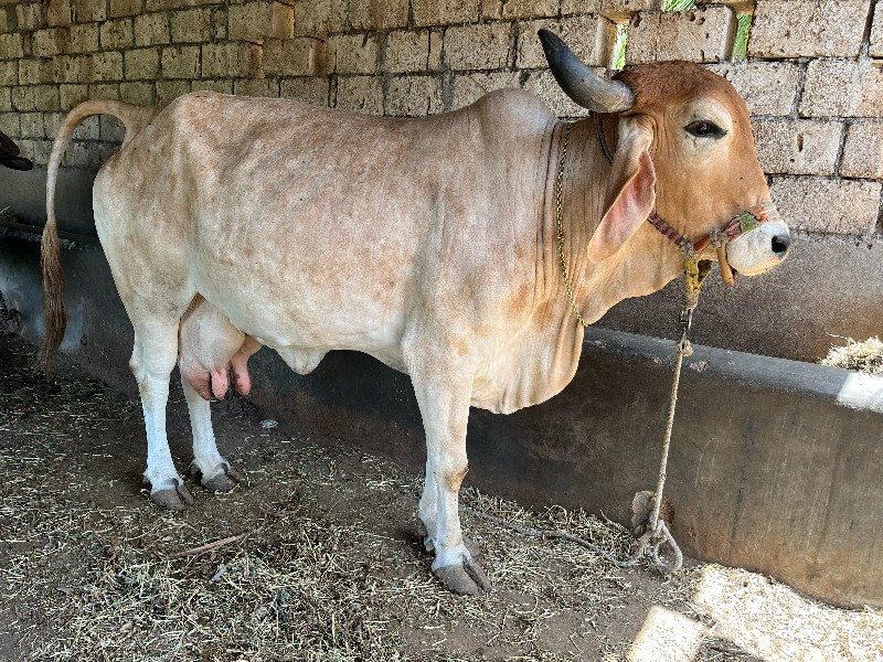 ગાય વેચાણ થી આપ...