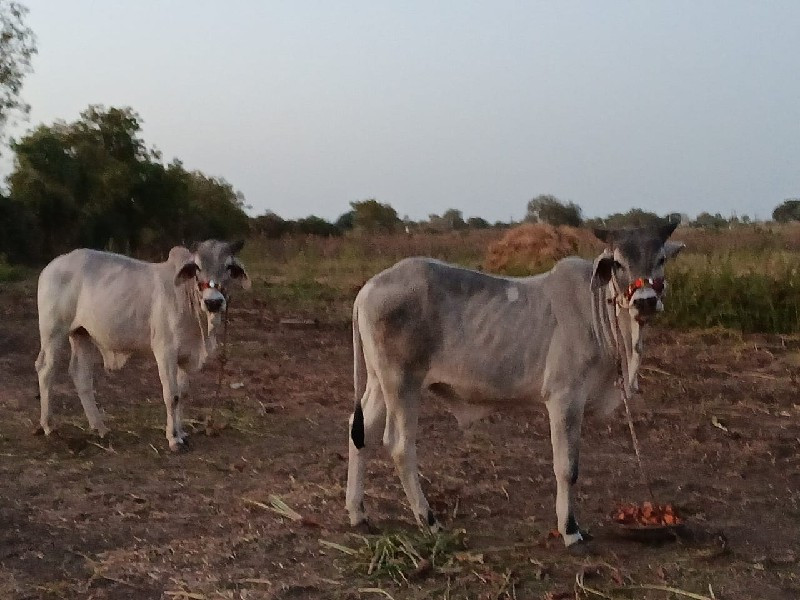 ઘોધલા વેચવા ના...