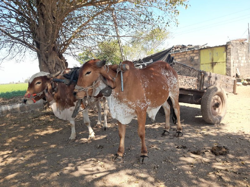 ગોટલા દેવાના છે