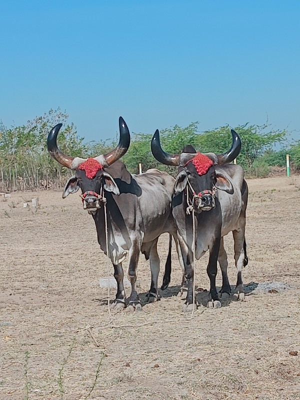 સોતી સોધીદાર ફુ...