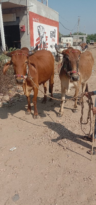 શિવ સાહેબ