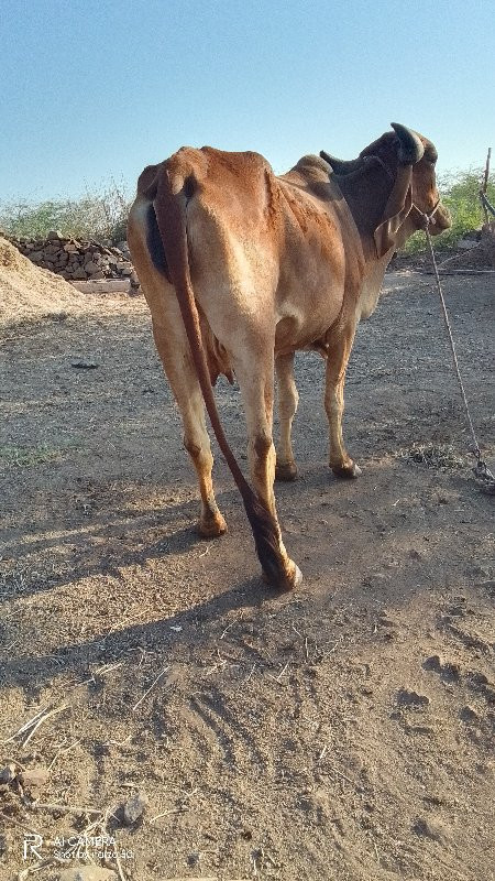 ગાય વેચવાની છે