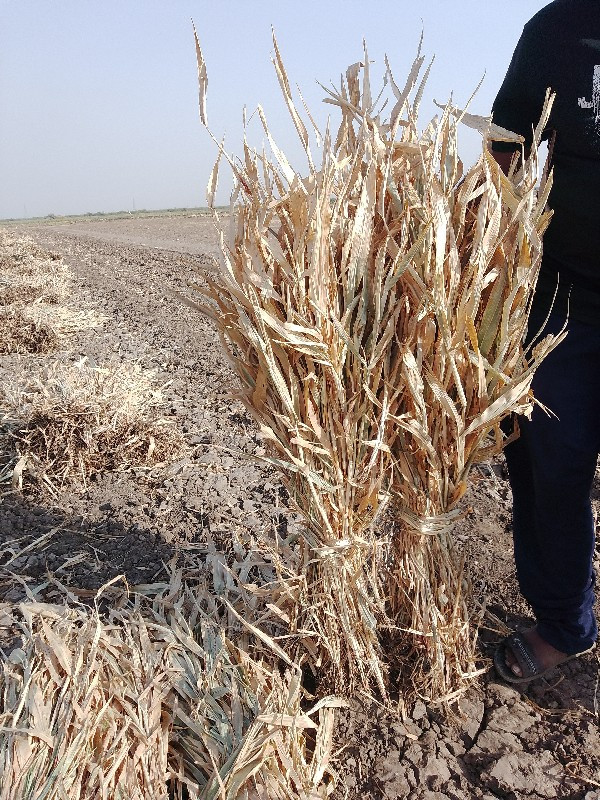 ‌સાર વેશવાની છે