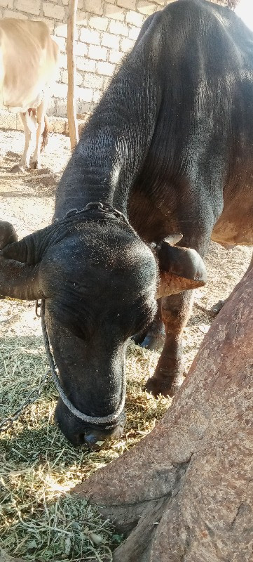 ભેંસ વેચવાની છે