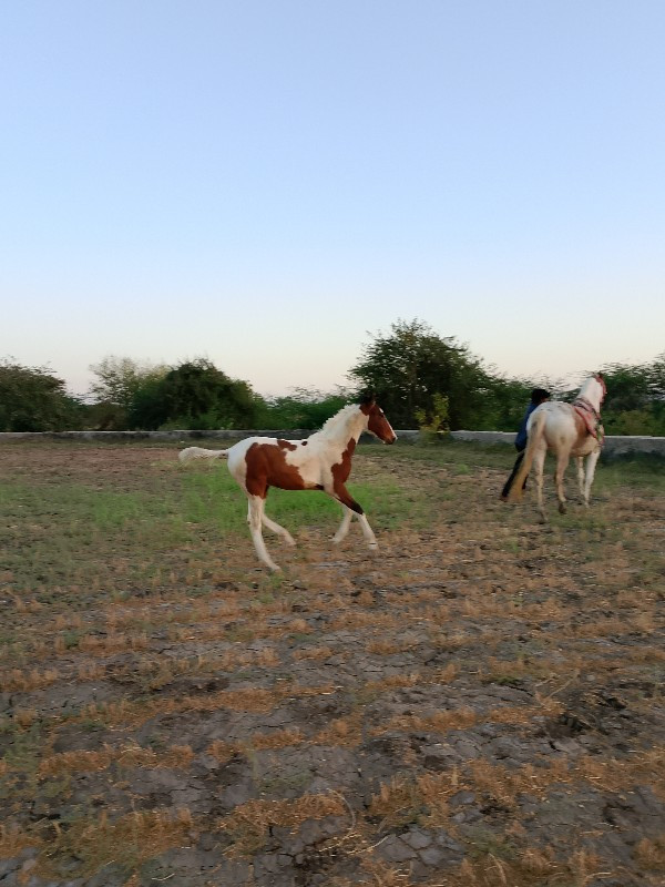 વસેરો સે