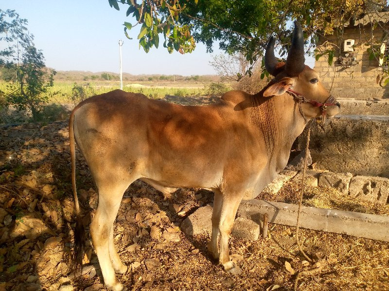 સોમા તવસરા