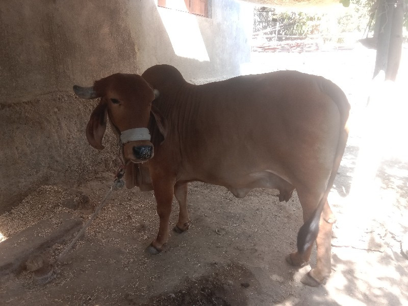 ગાય વેચવાનું છૅ