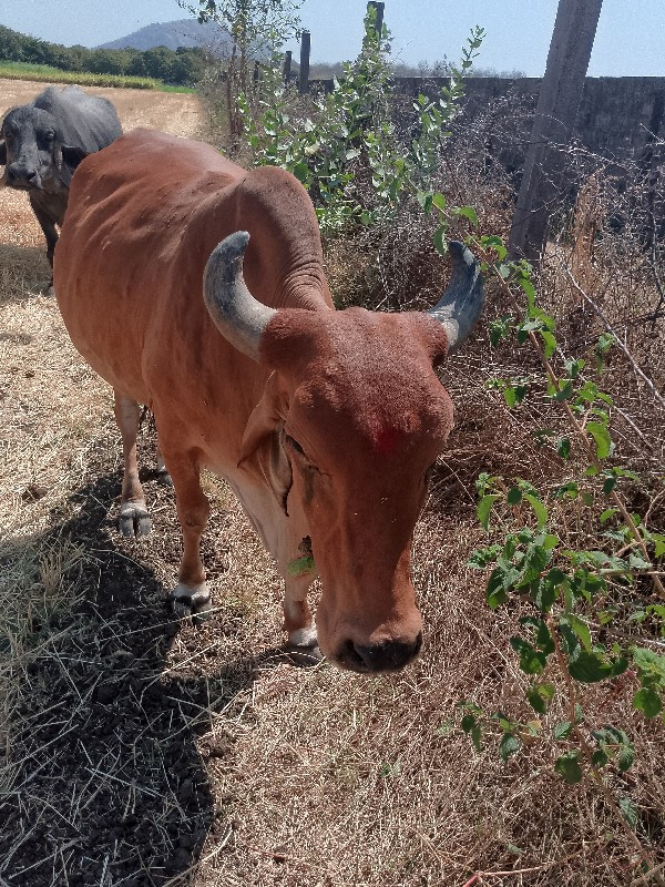 ગાય