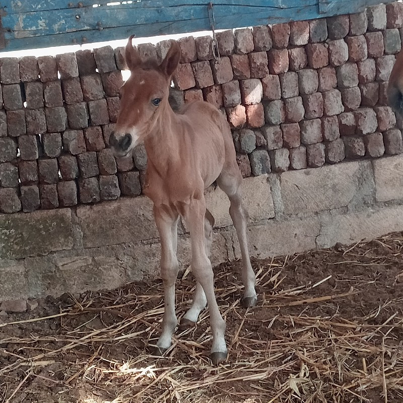 વછેરી વેચવા ની...