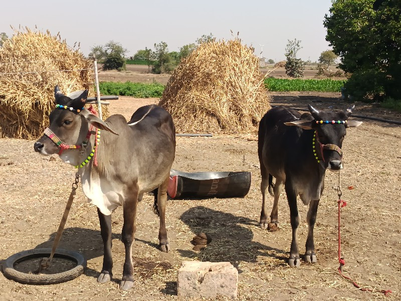 ગોઢલા વેચવાના છ...