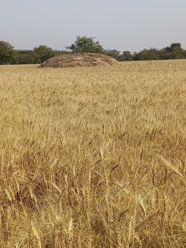 મગફળી નો સારો...