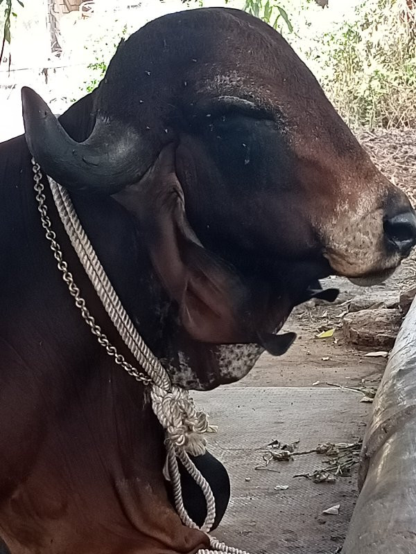 ખુટ છે ગાય ફેરવ...