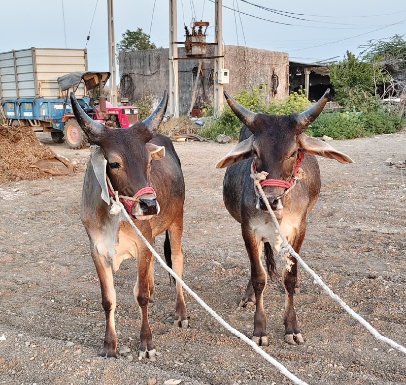 વાછડાં વેચવાના...