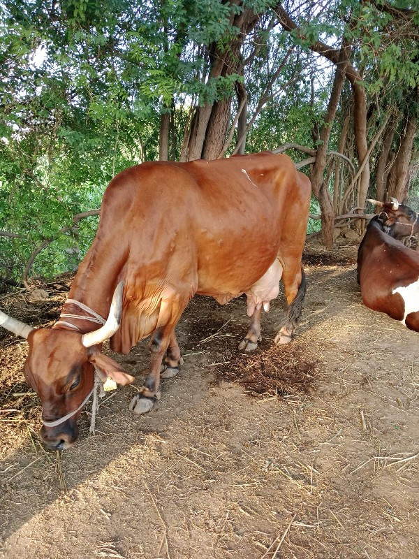 જરસી