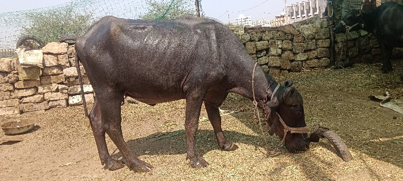 ભેંસ વેચવાની છે