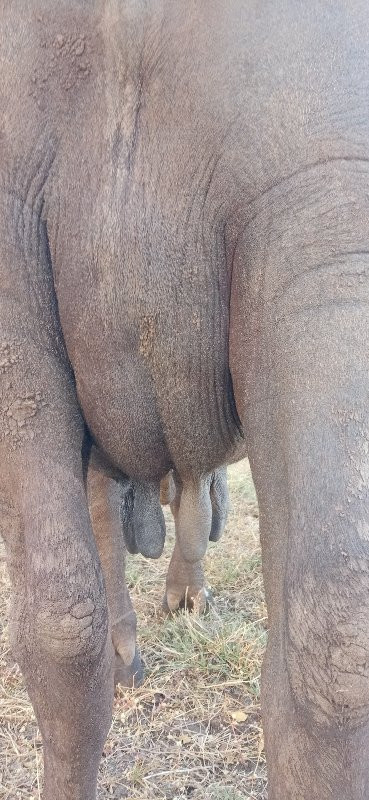 ભેસ વેચવાની છે