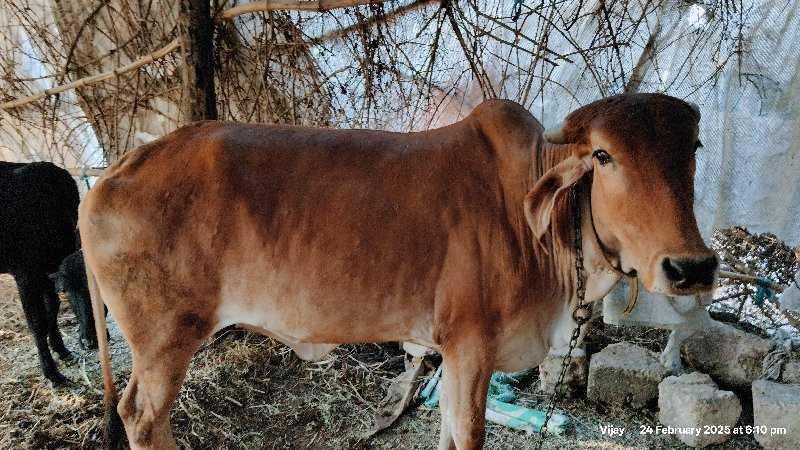 દેશી ઓડકી વેચવા...