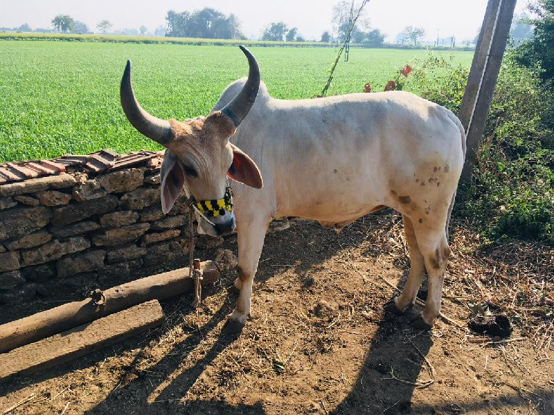 ગોઢલા