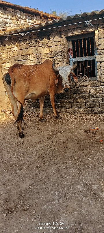 ત્રણ ગાયો વેચવા...