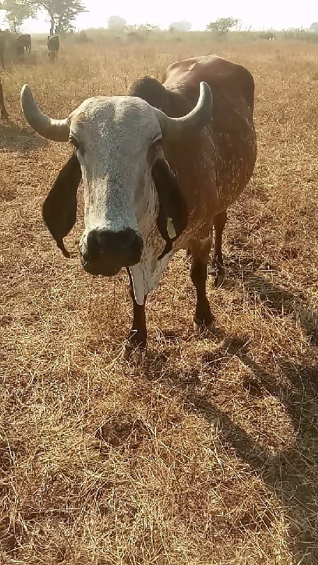 ગાય વેશવાનીછે