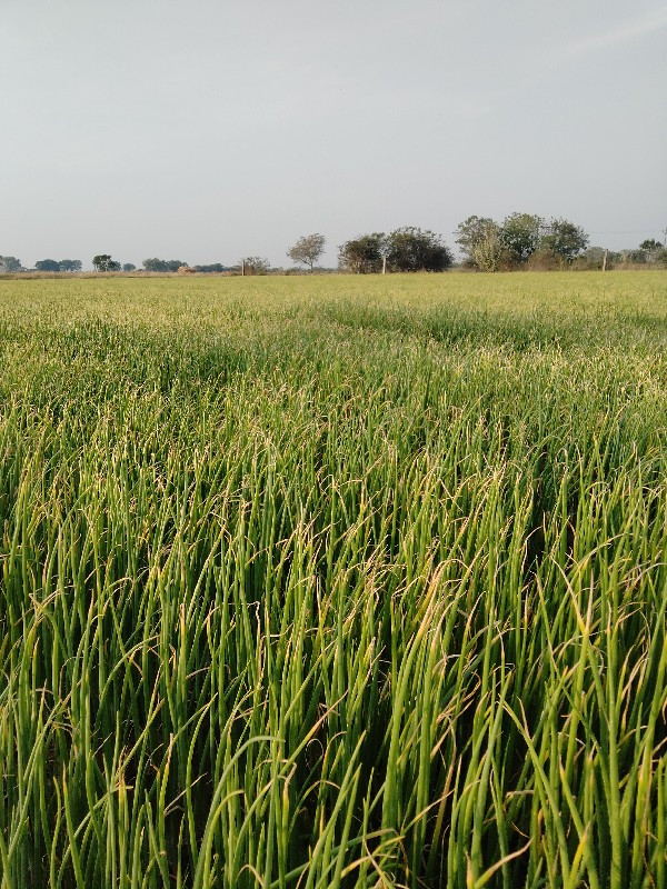 ચૌહાણ અનિલ